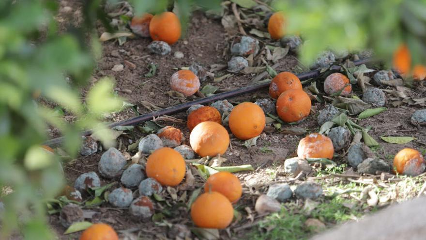 Naranjas por el suelo en un campo de Tavernes de la Valldigna.