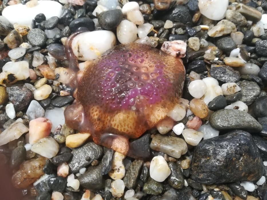 Medusas en la playa de Torrox.