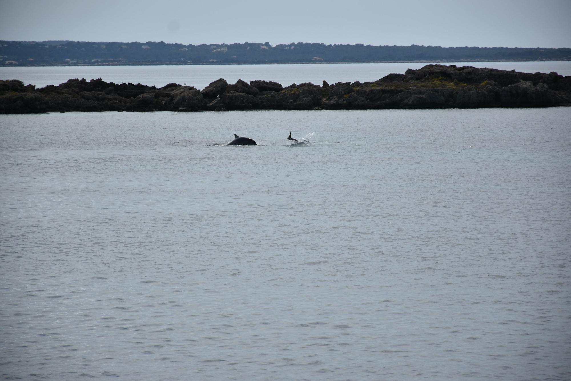 Delfines en  s'Espalmador