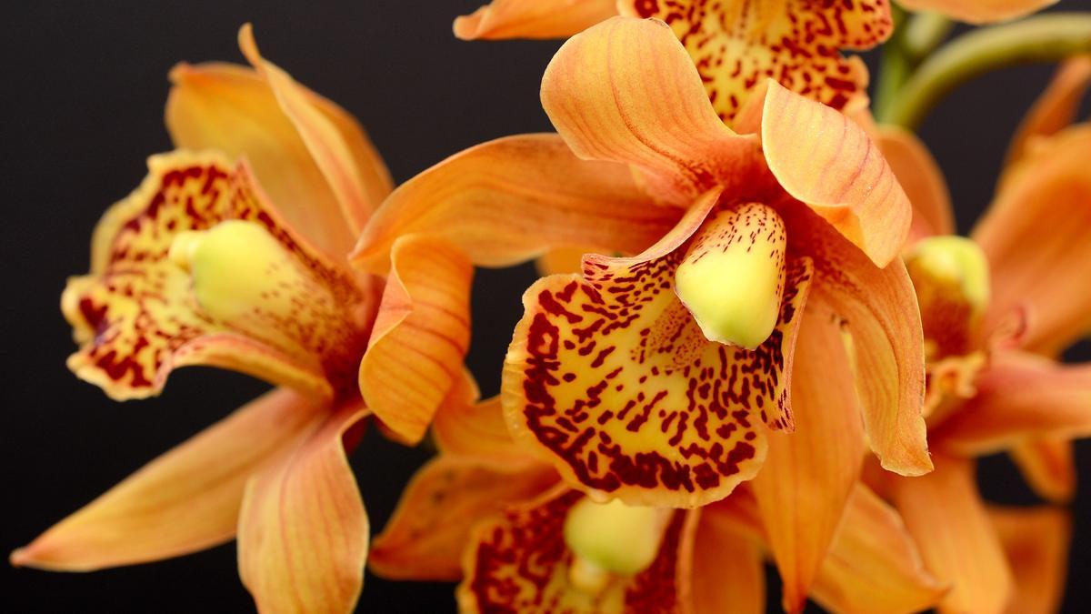 ▷ Orquídeas silvestres: belleza natural en la flora salvaje