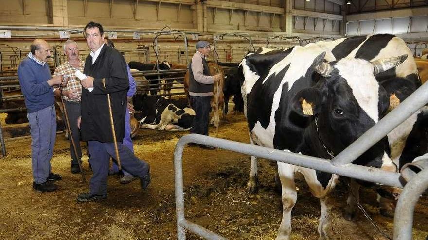 Tratantes de ganado y vacas en una subasta de la Central Agropecuaria. // Bernabé/Javier Lalín