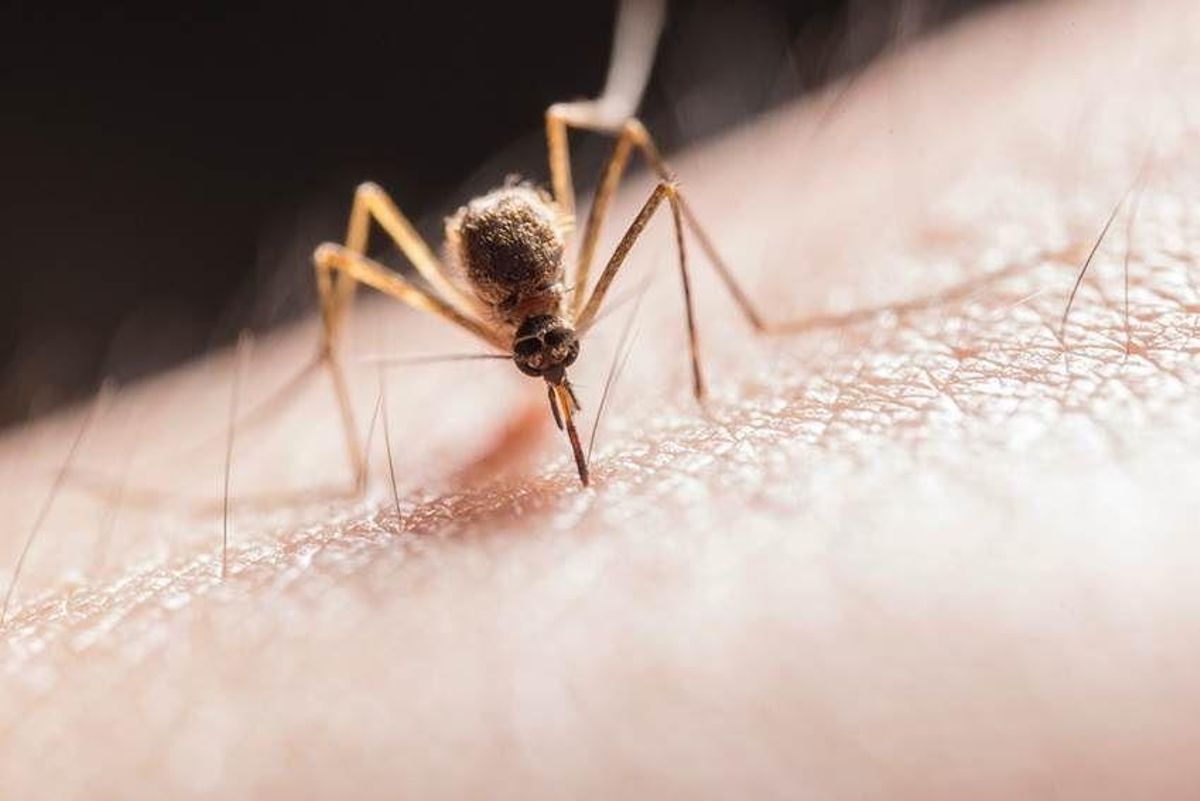 La picadura de mosquito es la más común de esta lista.