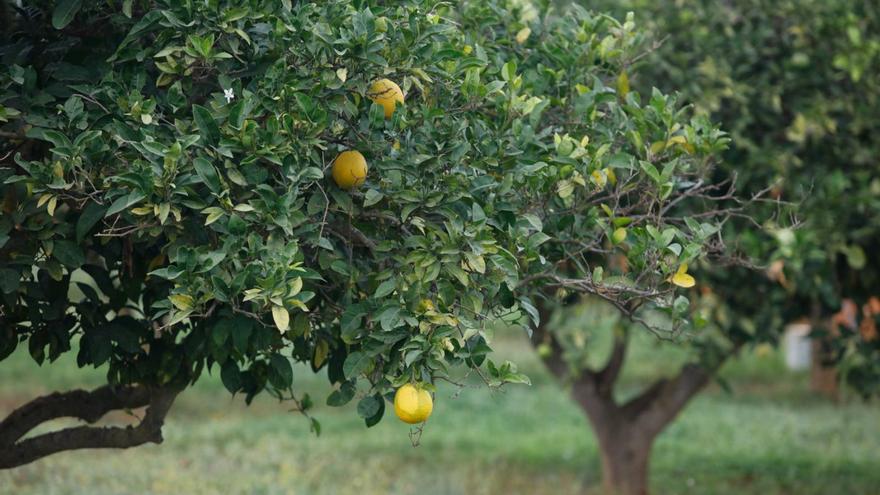 ‘Ibiza sembra futur’ anima a los agricultores a plantar frutales