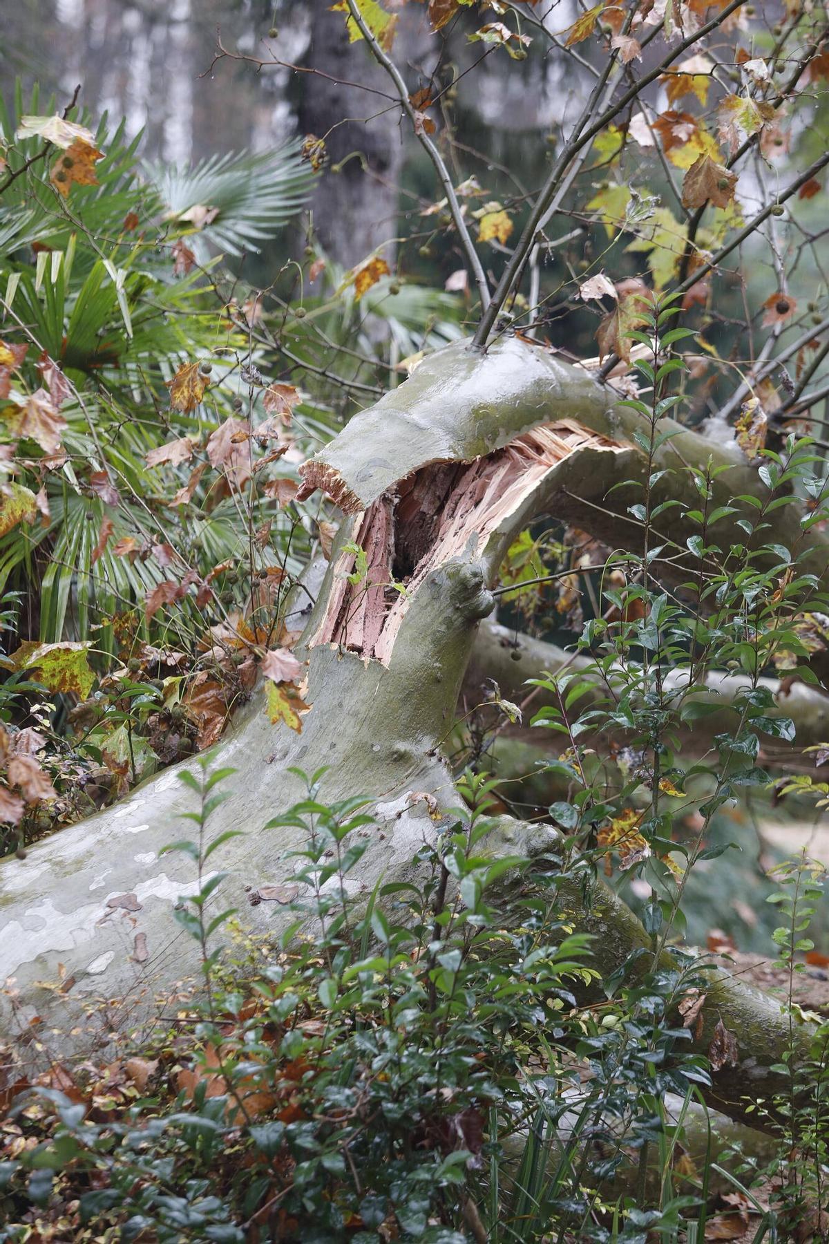 Girona. Devesa. Cau un arbre al cosat del que va caure al mes de novembre a La Rosaleda.