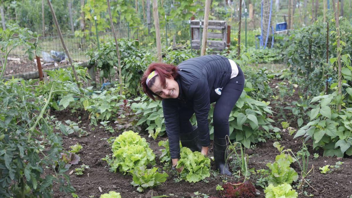 Úrsula Fernández, ayer, recogiendo lechugas en su huerto. | Marcos León