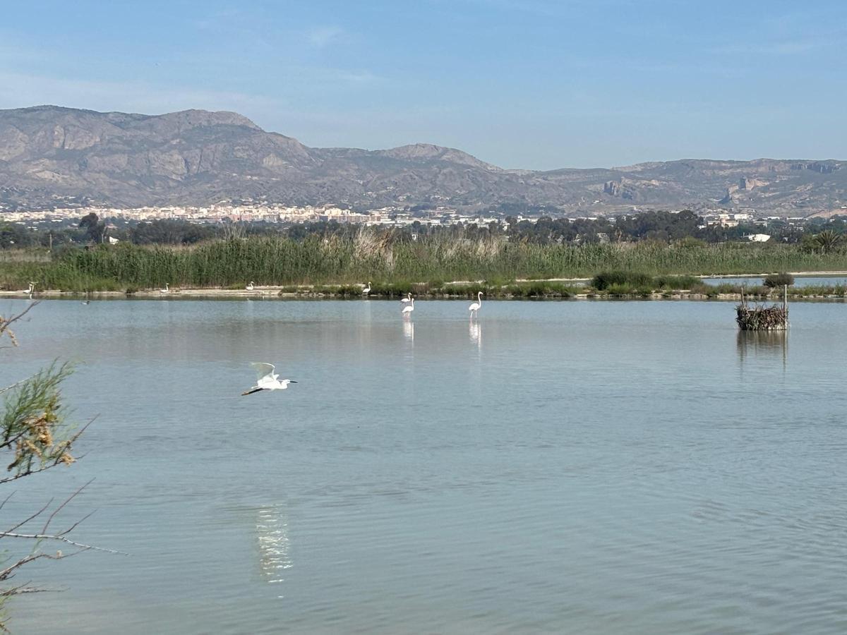 Uno de los embalses de la finca El Bosquet, con el casco urbano de Crevillent y su sierra al fondo