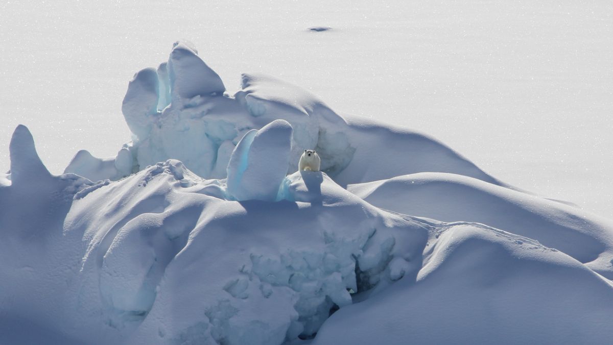 Un oso polar se posa sobre una placa de hielo ártico situada al norte de Groenlandia.