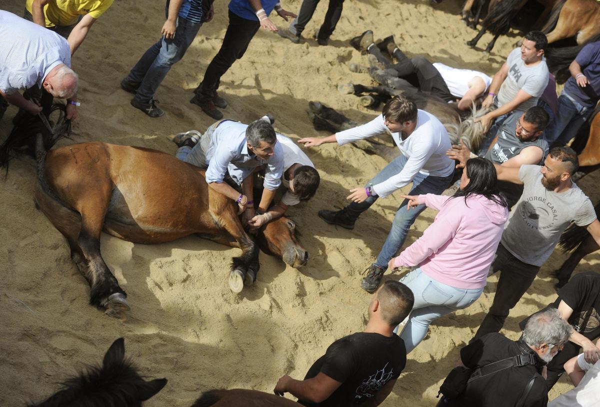 Pistoletazo de salida a la Rapa de Sabucedo 2024