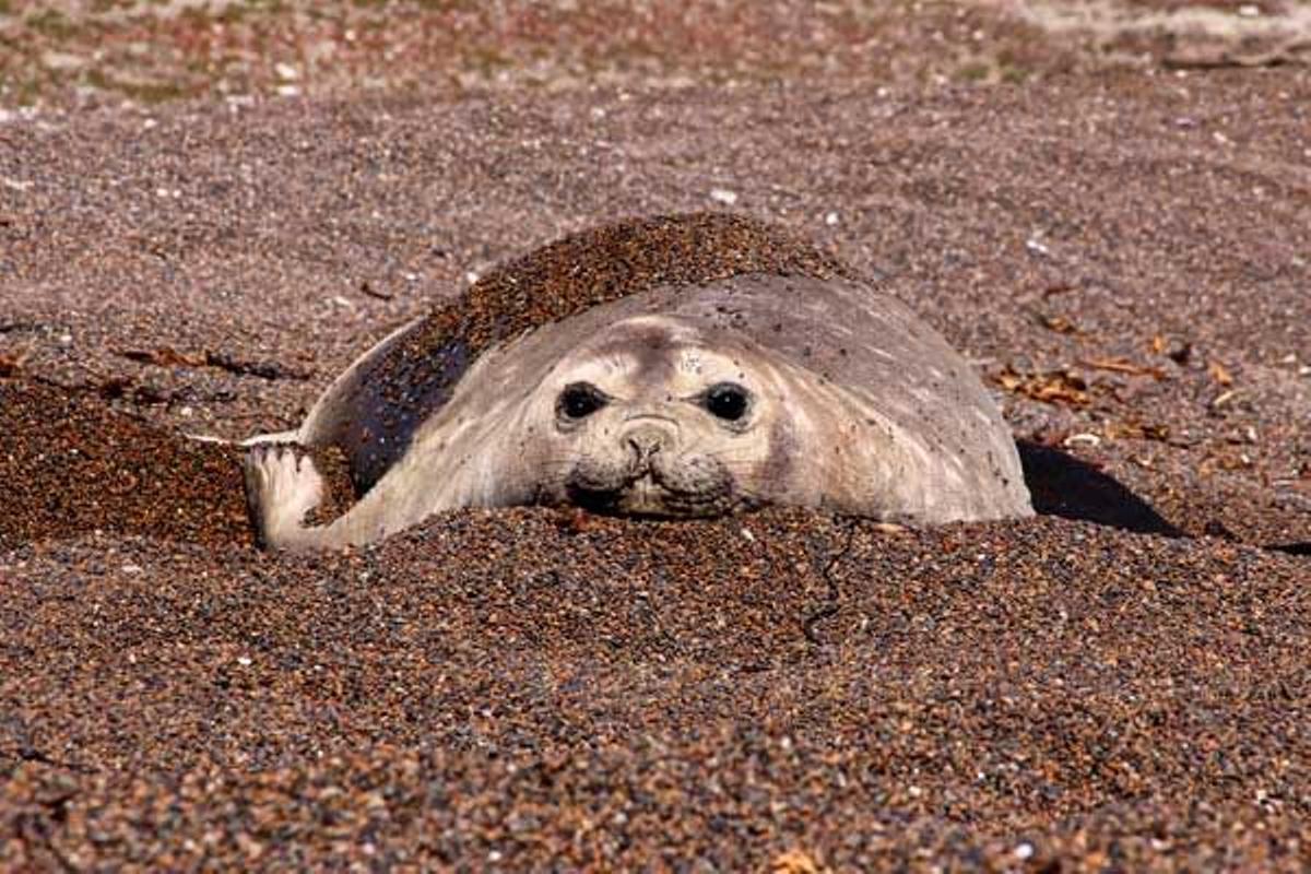 Elefantes marinos en Punta Delgada