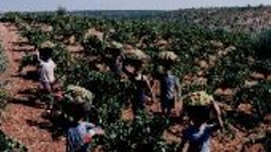 La vendimia de uva tinta se adelanta por la ola de calor