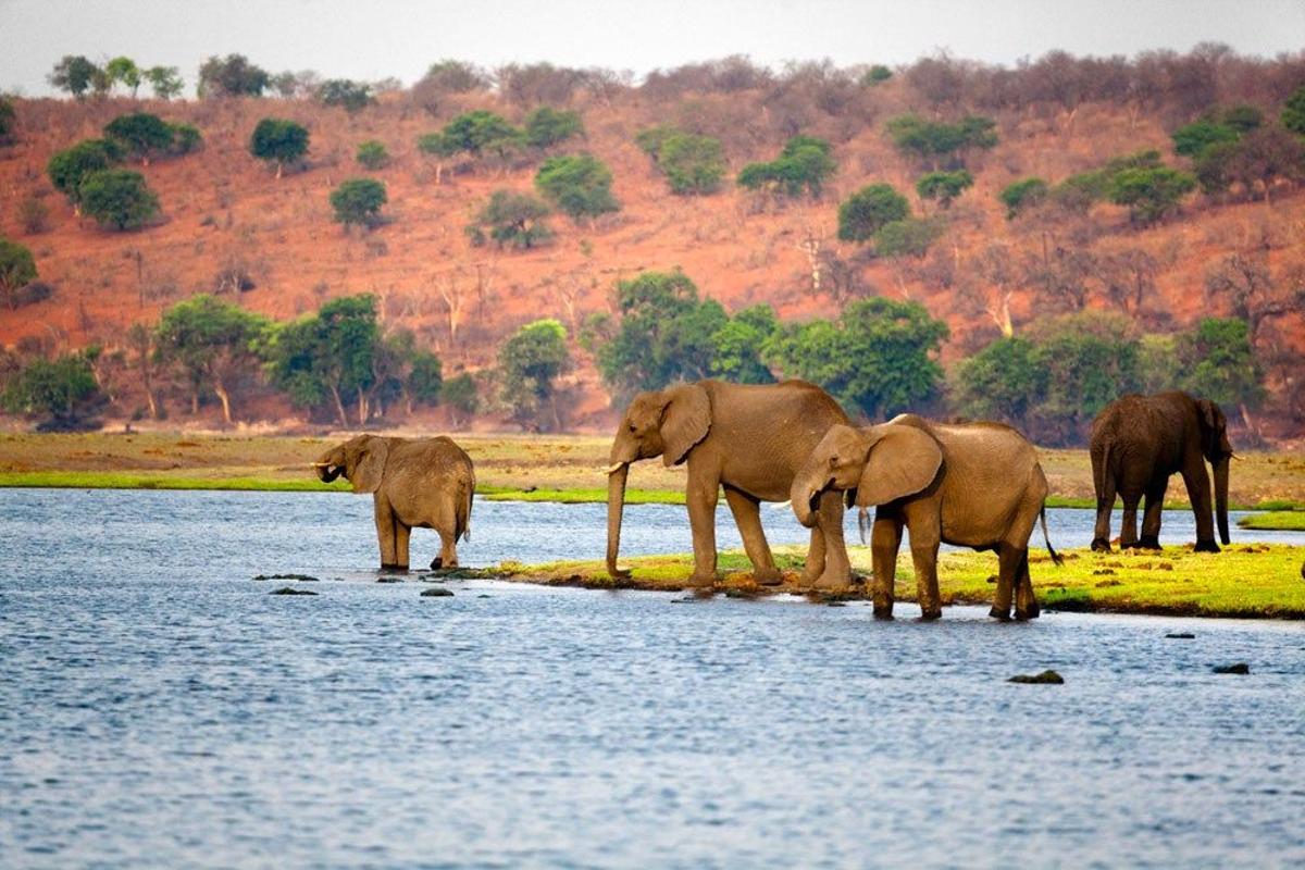 Elefantes en el Parque Nacional de Chobe