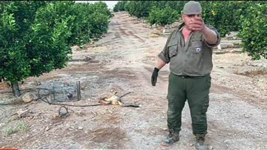 Anse destapa irregularidades en la caza de zorros en zonas agrícolas de la Región