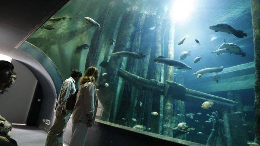 El acuario registra su peor cifra con 55.000 visitas