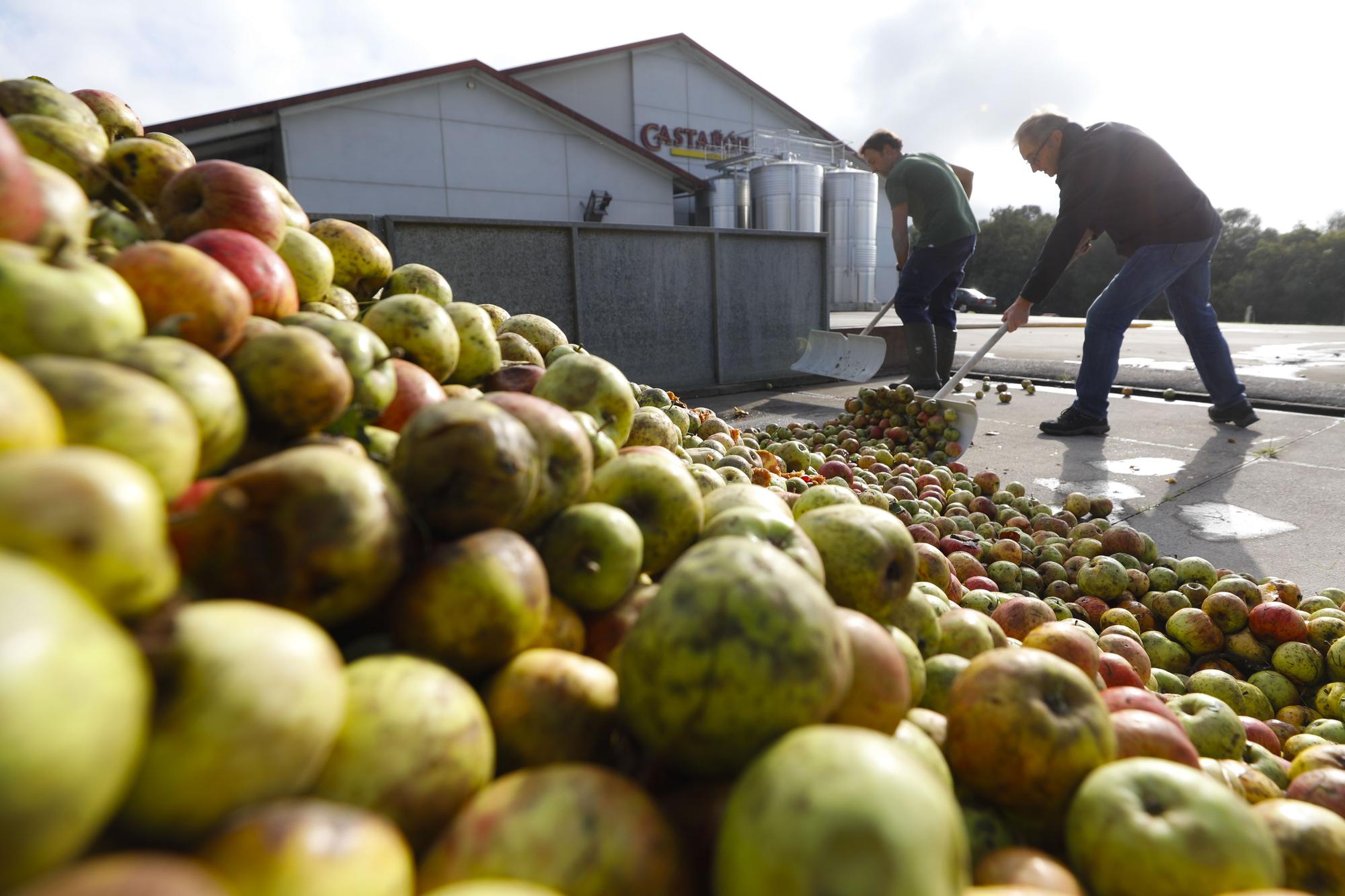 EN IMÁGENES: Llegan las primeras manzanas del año a los llagares asturianos