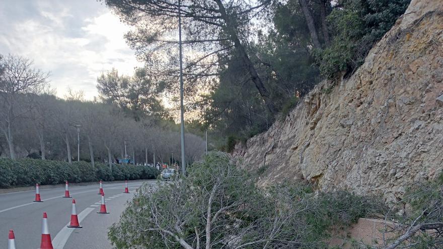 Corte parcial de una carretera en Illetes (Calvià) por el desprendimiento de un pino