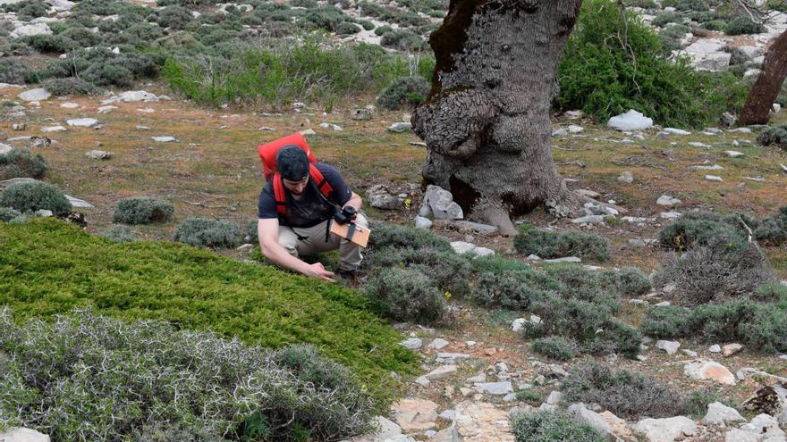 Identifican 122 comunidades vegetales en el Parque Nacional de la Sierra de las Nieves