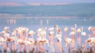 Ni Doñana ni el Delta del Ebro, el auténtico paraíso de flamencos rosas de España está en Málaga: es una Reserva Natural, considerada la segunda colonia más importante de toda Europa