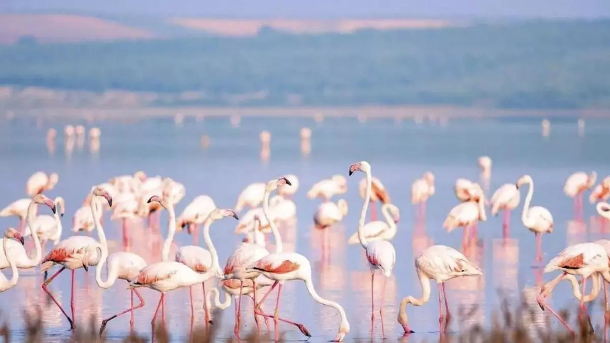 Ni Doñana ni el Delta del Ebro, el auténtico paraíso de flamencos rosas de España está en Málaga: es una Reserva Natural, considerada la segunda colonia más importante de toda Europa