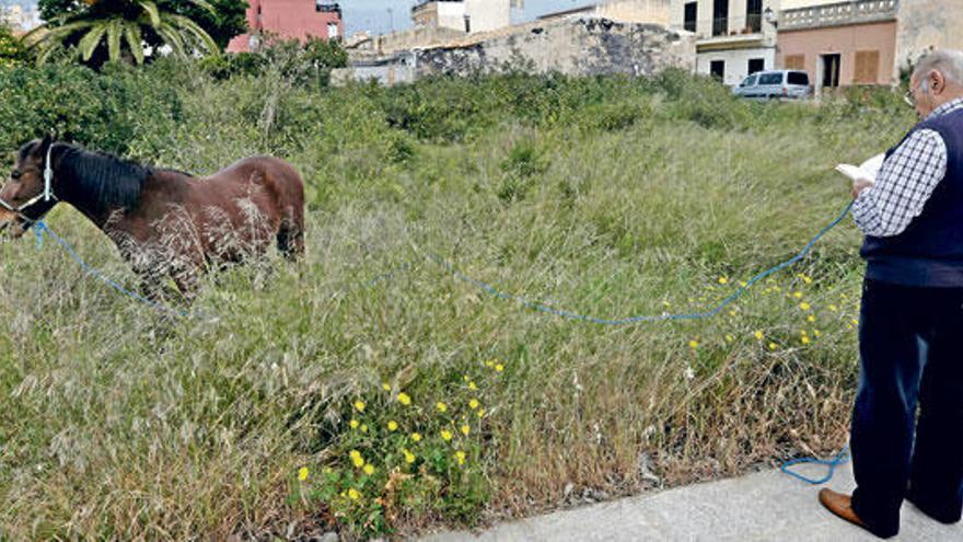 Una cuerda verde une como cordón umbilical al lector y al caballo.