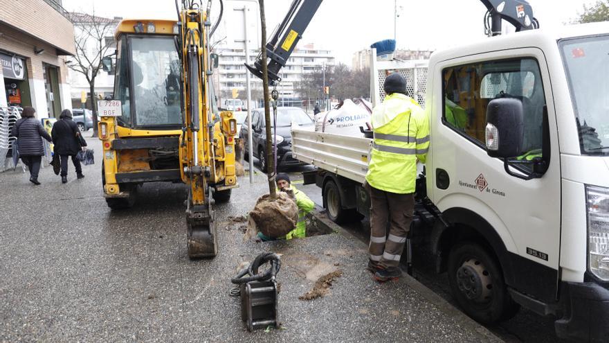 Girona planta uns 300 arbres per substituir els  que estaven morts