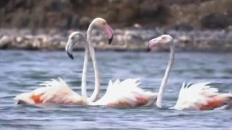 Las sorprendentes imágenes de tres flamencos en un conocido espacio natural de Canarias