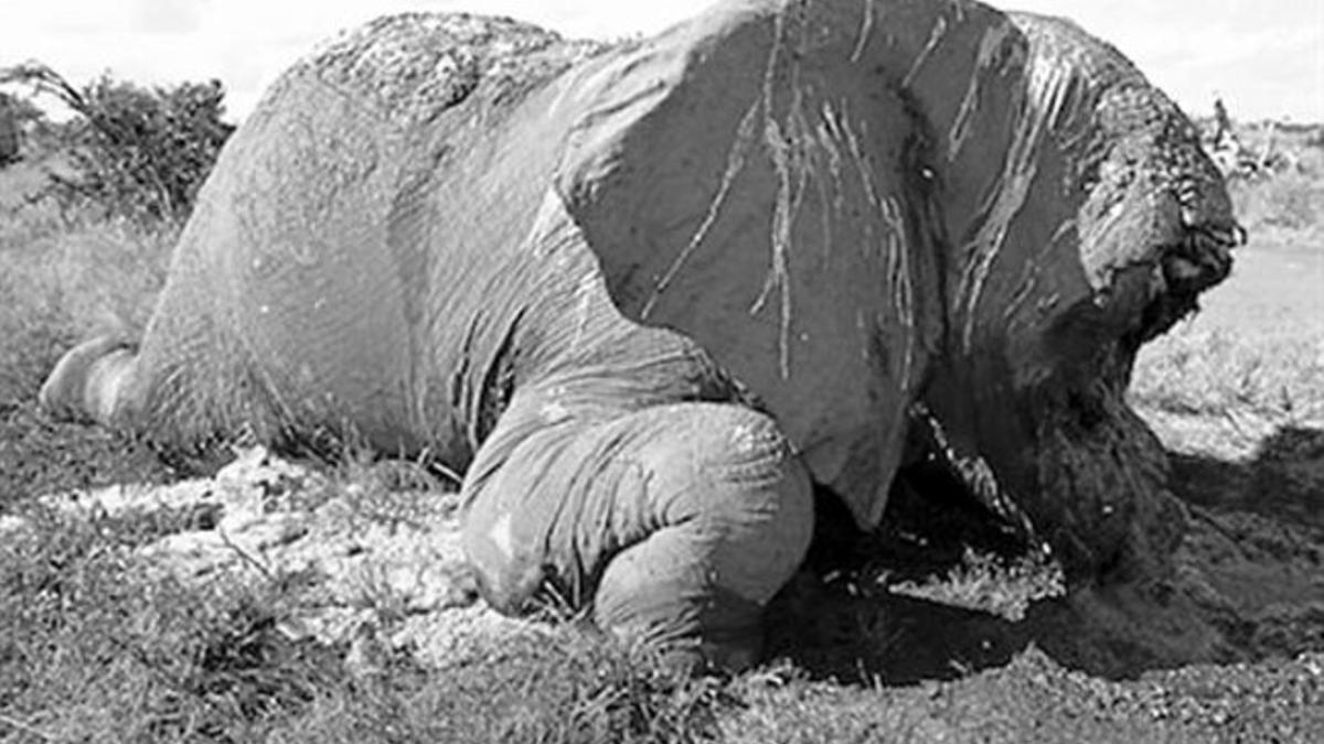 El gran macho 8 Satao, el elefante más famoso del parque Tsavo, antes y después de ser abatido y mutilado por unos cazadores furtivos.