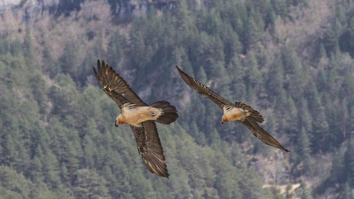 Dos quebrantahuesos en pleno vuelo.