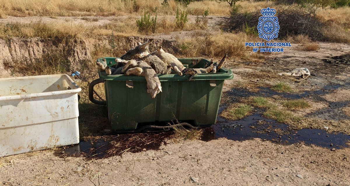 Recogen los cadáveres de los animales muertos encontrados en las fincas