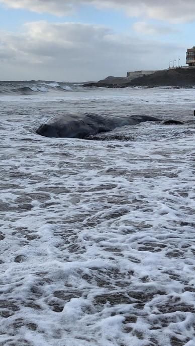 Un cachalote aparece muerto en la playa de Melenara