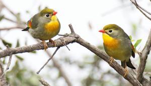 Catalunya llança un Observatori de la Biodiversitat per (intentar) frenar la pèrdua d’espècies