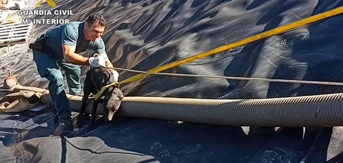 Rescate de un perro caído a una balsa