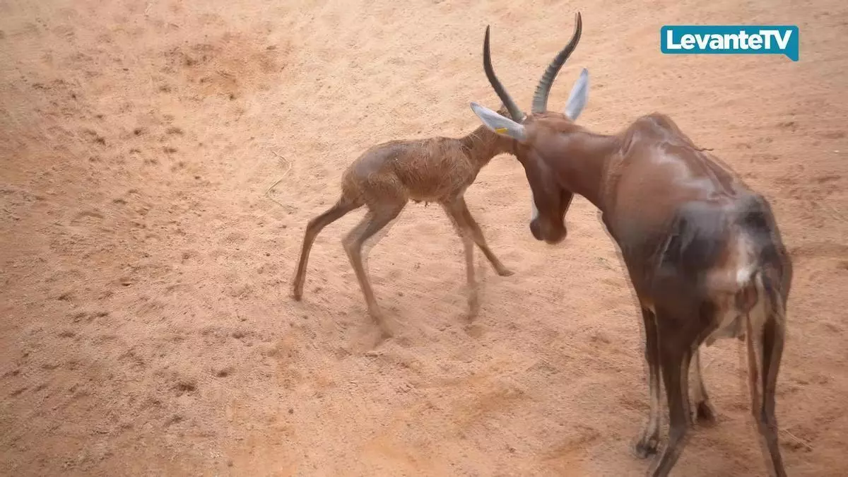 Visitantes de Bioparc Valencia viven el nacimiento de un singular antílope