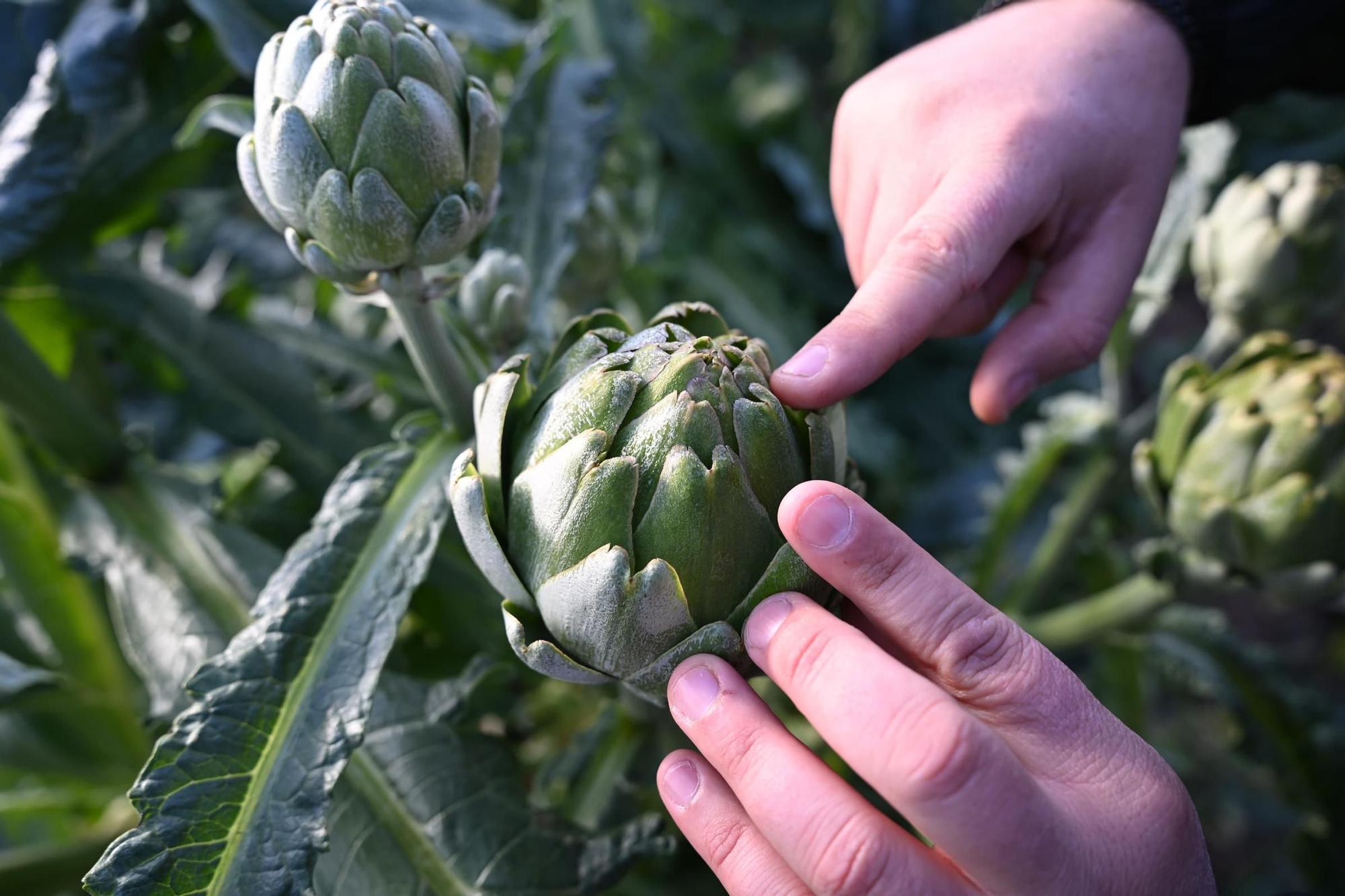 Así han amanecido muchos cultivos de la Vega Baja y el Camp d'Elx: bajo la escarcha