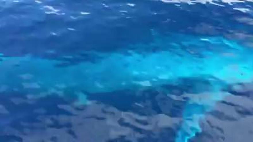 Una enorme ballena azul visita las aguas de Lanzarote