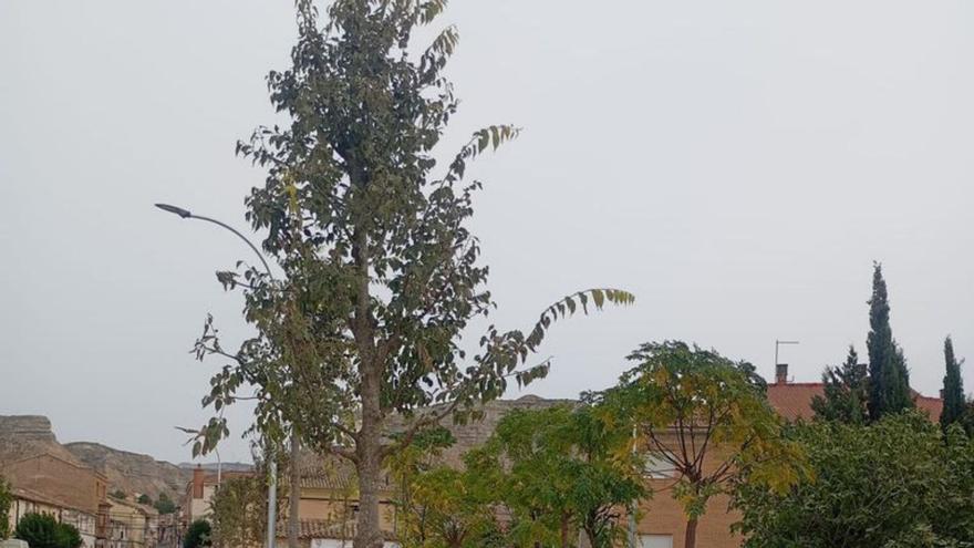 El Ayuntamiento de Remolinos ha plantado 32 árboles. | SERVICIO ESPECIAL