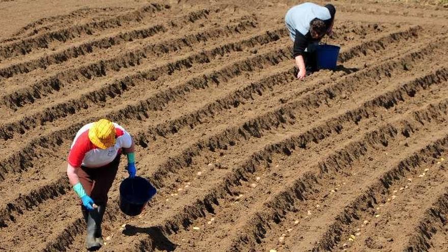 Dos mujeres plantan patatas en una finca.