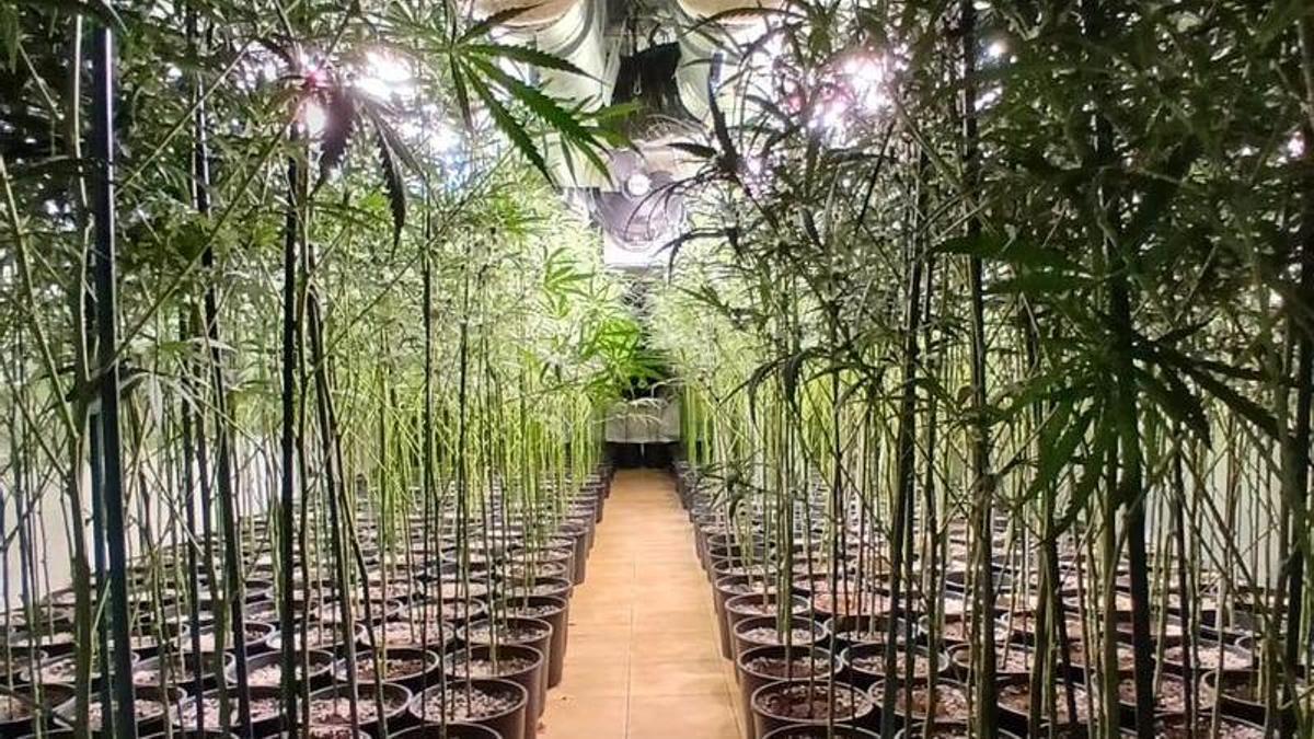 Les fotos d'un cultiu de marihuana amb 780 plantes a Lloret de Mar