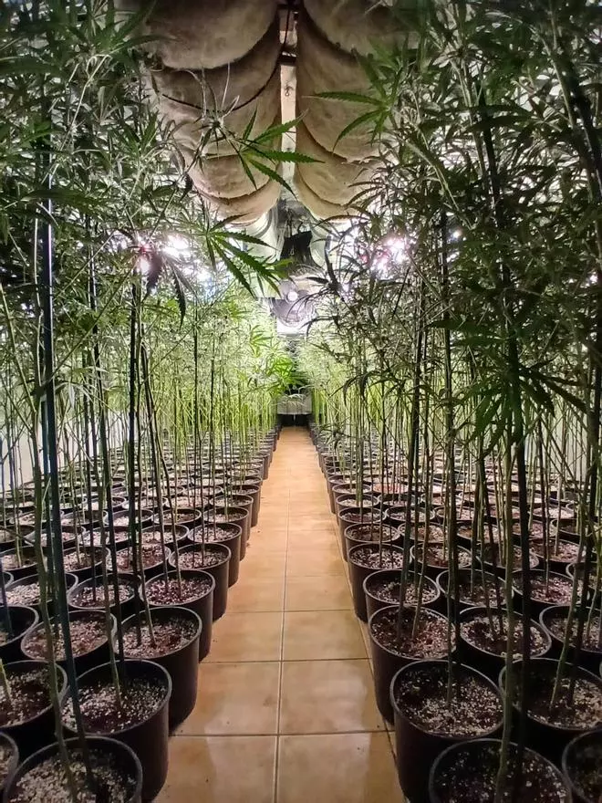 Les fotos d'un cultiu de marihuana amb 780 plantes a Lloret de Mar