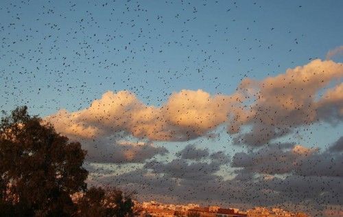 El espectáculo de los estorninos en Torrevieja