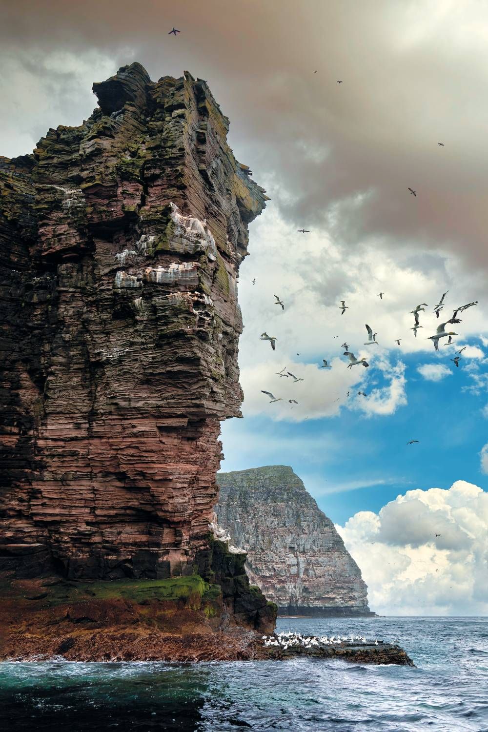 Alcatraces en la Reserva Natural Nacional de Noss.