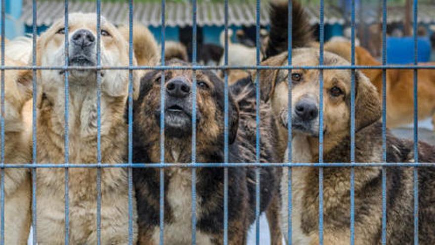 ¿Qué ocurre cuando un centro de animales se llena?