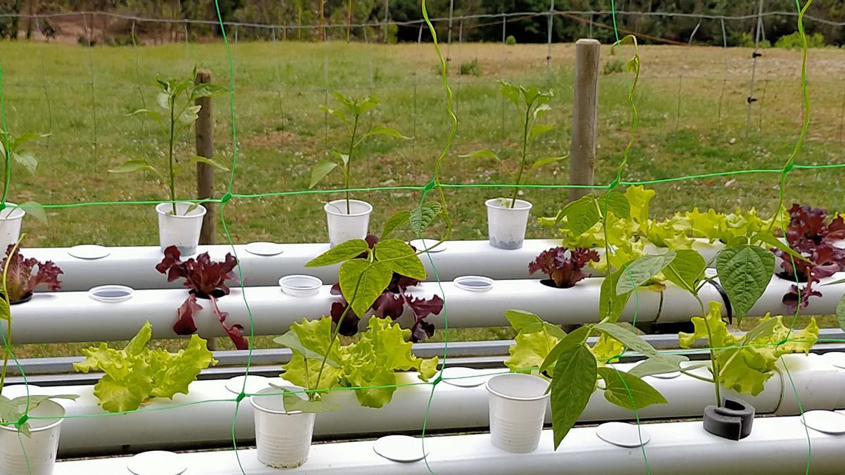 Detalle de los cultivos solo con agua.