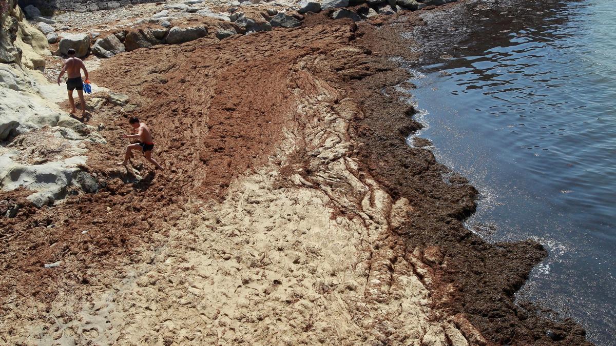 Una playa de Algeciras invadida por las algas asiáticas.