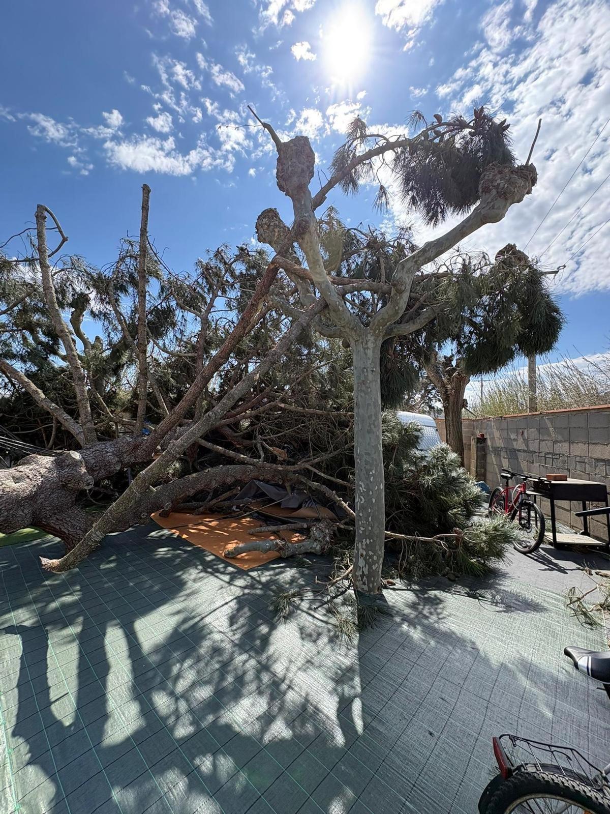 Arbre caigut al càmping de Platja dAro.