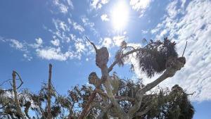 Arbre caigut al càmping de Platja dAro.