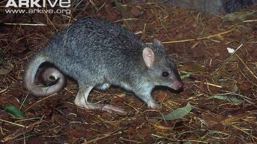 La rata marsupial australiana cerca de la extinción