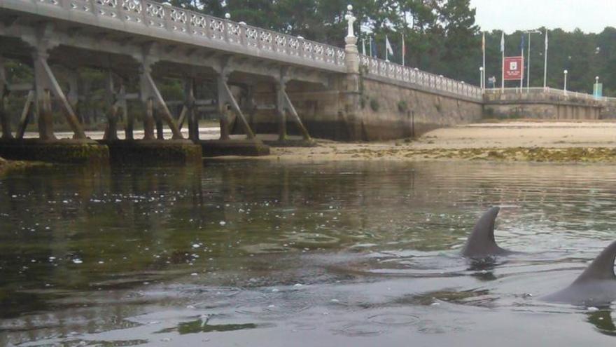 A los delfines siempre les cuesta pasar bajo el puente de A Toxa.
