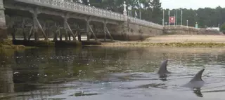 2017: Final feliz para dos delfines atrapados en A Toxa