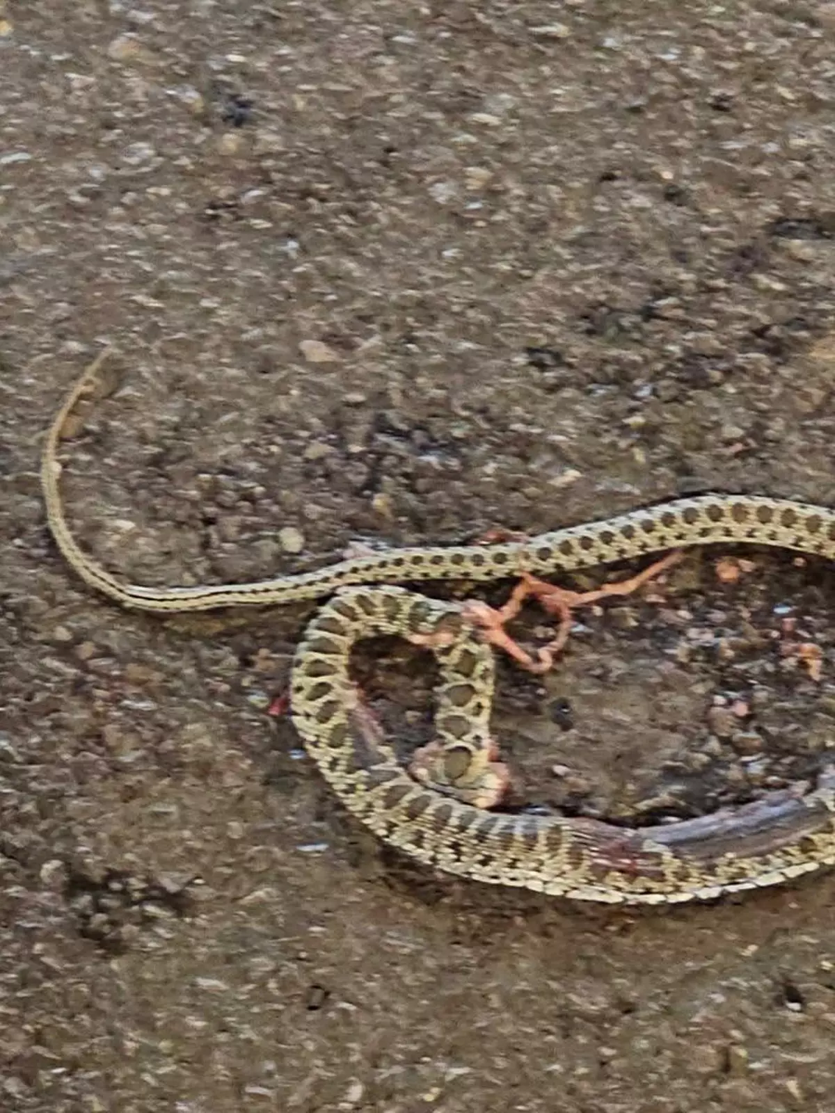 Vídeo | Una vecina de Ibiza: "Vi una serpiente en la carretrea, avisé, pero los coches pasaron por encima"