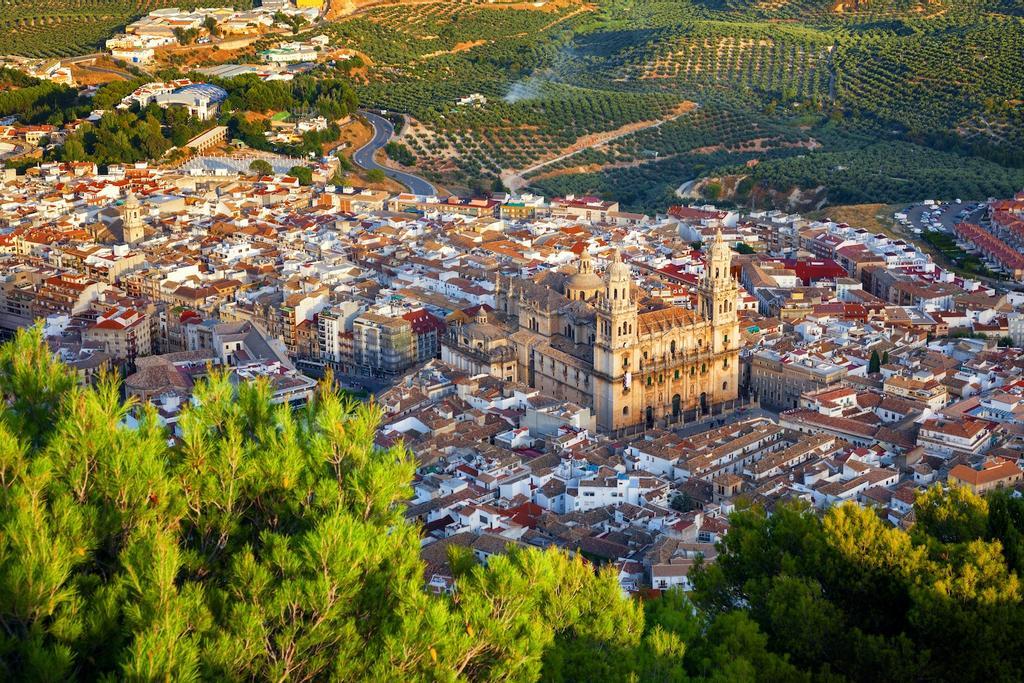 Jaén, mar de olivos milenarios